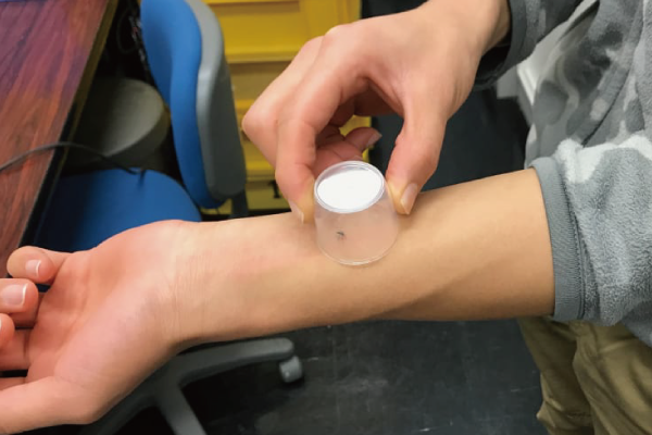 [Experimental Recipe] Easily catch mosquitoes (female) and observe their movements (Waseda Senior High School)