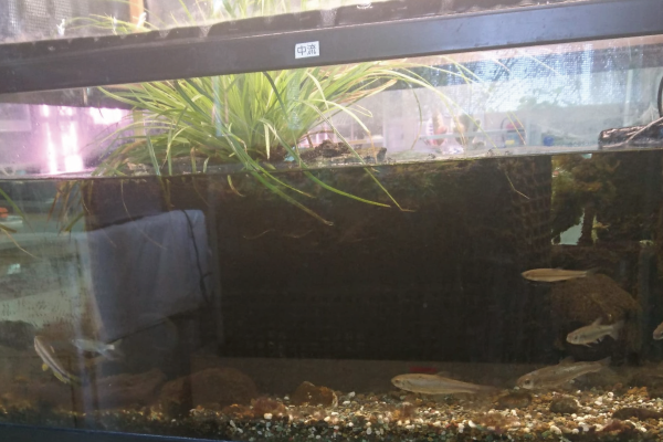 [Experimental Recipes] How to make your own overflow aquarium (Urawa Jitsugyo Gakuen)
