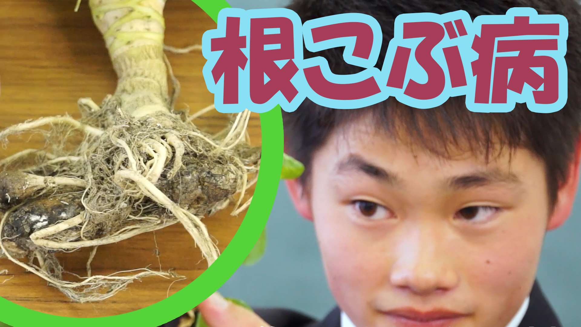 農家を悩ます「根こぶ病」から、アブラナ科植物を守れ！