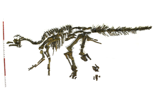 Reconstructed drawing of Kamuissaurus Ⓒ Mukawa-cho Hobetsu Museum