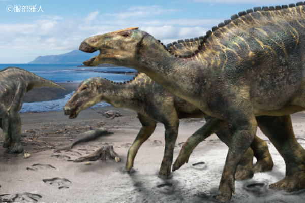Whole body skeleton of Kamuysaurus ⒸMasato Hattori