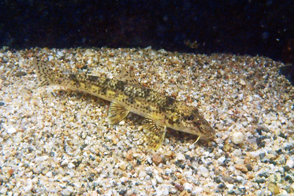 51-01 川底の砂地の色にそっくりな体表のカマツカ(Pseudogobio esocinus)