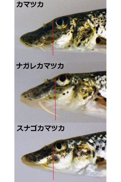 51-02 ひげの長さの違いがカマツカと他の2種を区別する特徴の一つ!