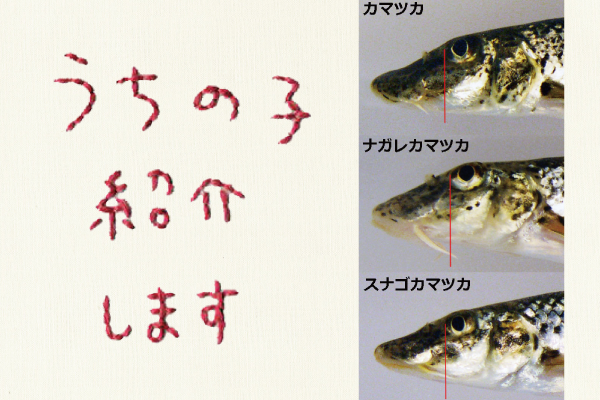 うちの子紹介します（51）：地域で独自の進化を遂げた淡水魚カマツカ属