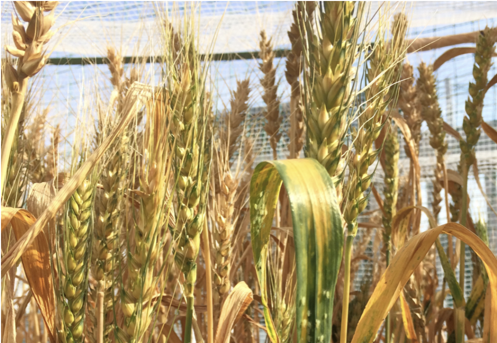 The "YUMECHIKARA" cultivation research program is now accepting applications from schools participating in the 10th cultivation research period! Would you like to try your hand at cultivation research at your school?