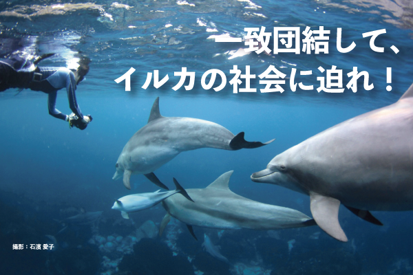 一致団結して、イルカの社会に迫れ！