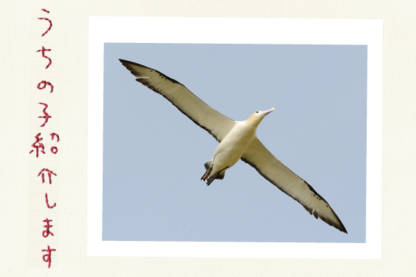 Introducing Our Children (55): The Single-minded Seabird Okinotayu